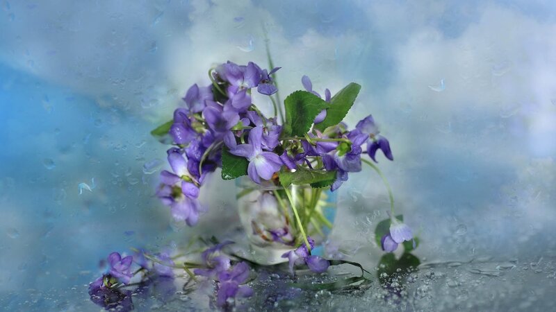 Purple Violets in Vase — Serene, Photograph, Raindrops, Leaves