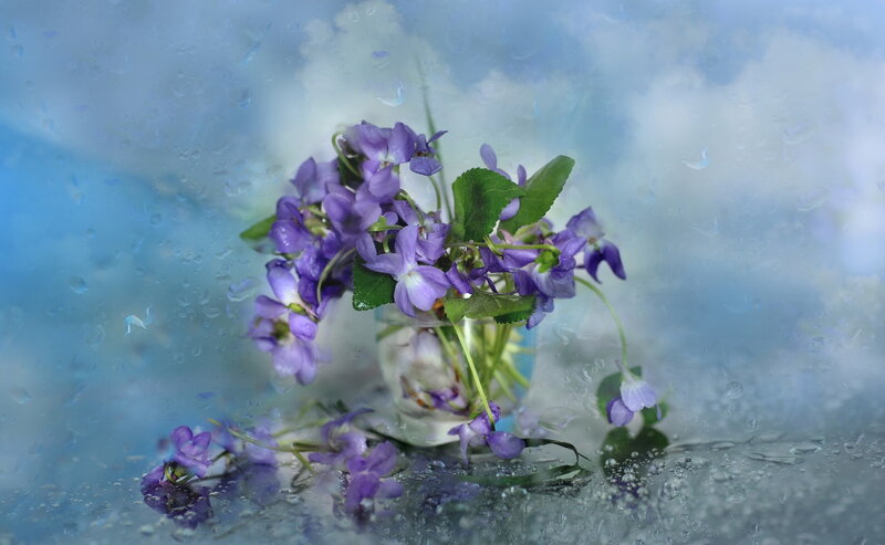 Purple Violets in Vase — Serene, Photograph, Raindrops