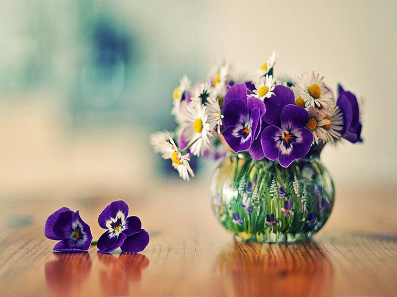 Purple Violets in Vase — Serene, Photograph