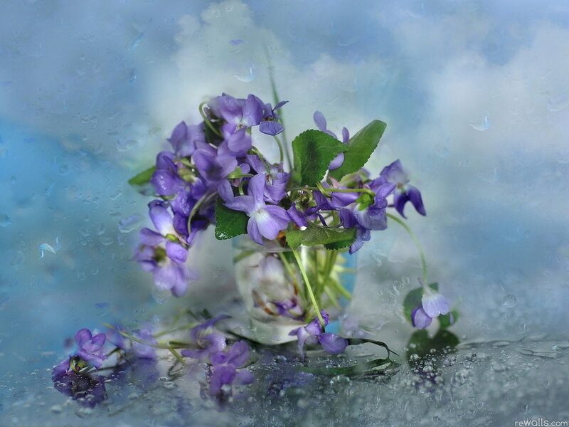 Purple Violets in Vase — Serene