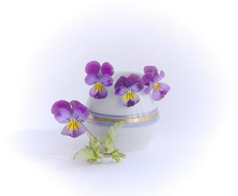 Purple Violets in Vase — White