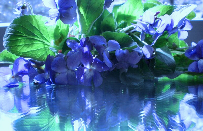 Purple Violets in Water