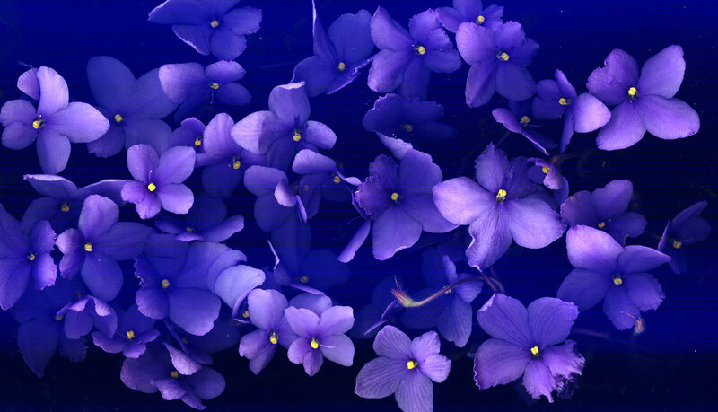 Purple Violets on Blue
