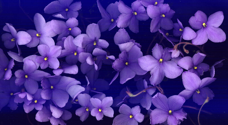 purple violets on dark blue
