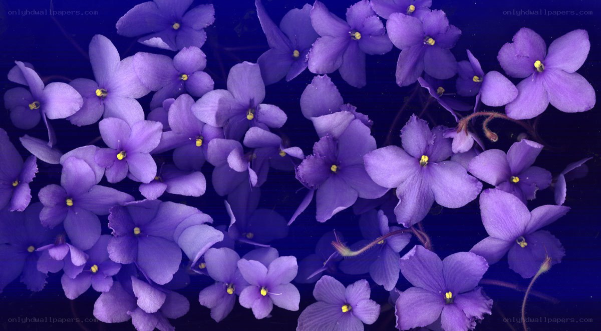 purple violets on dark blue