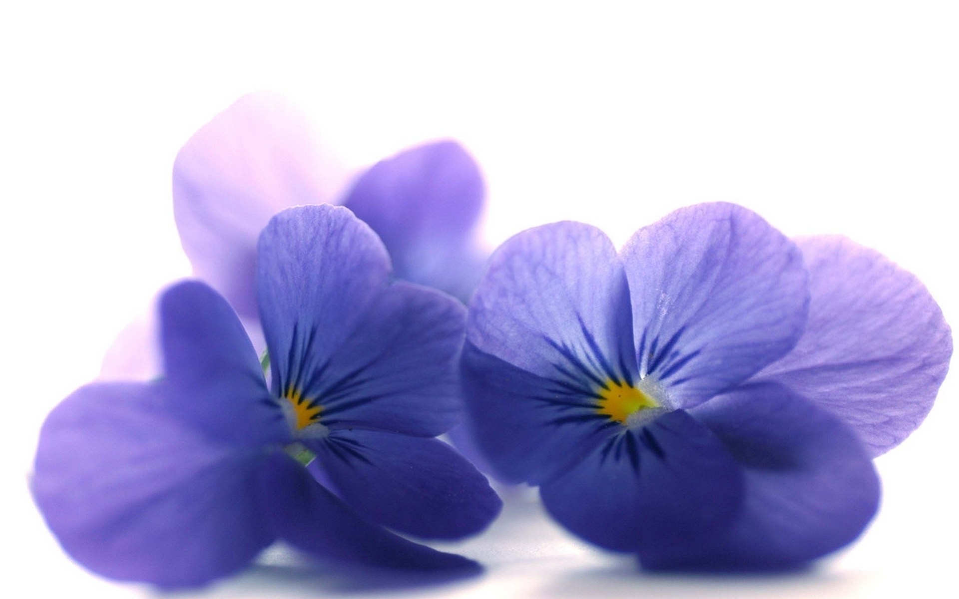 Purple violets on white background