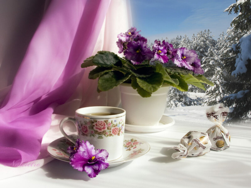Purple Violets on Windowsill