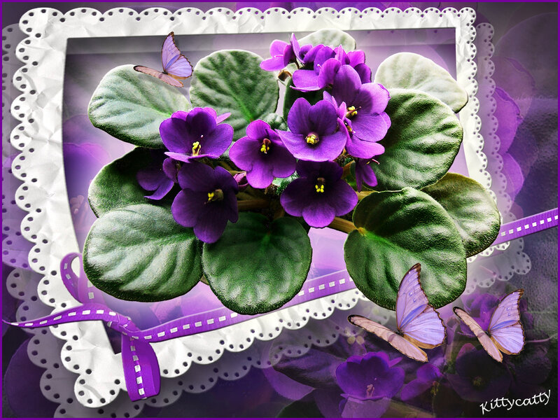 Purple Violets with Butterflies