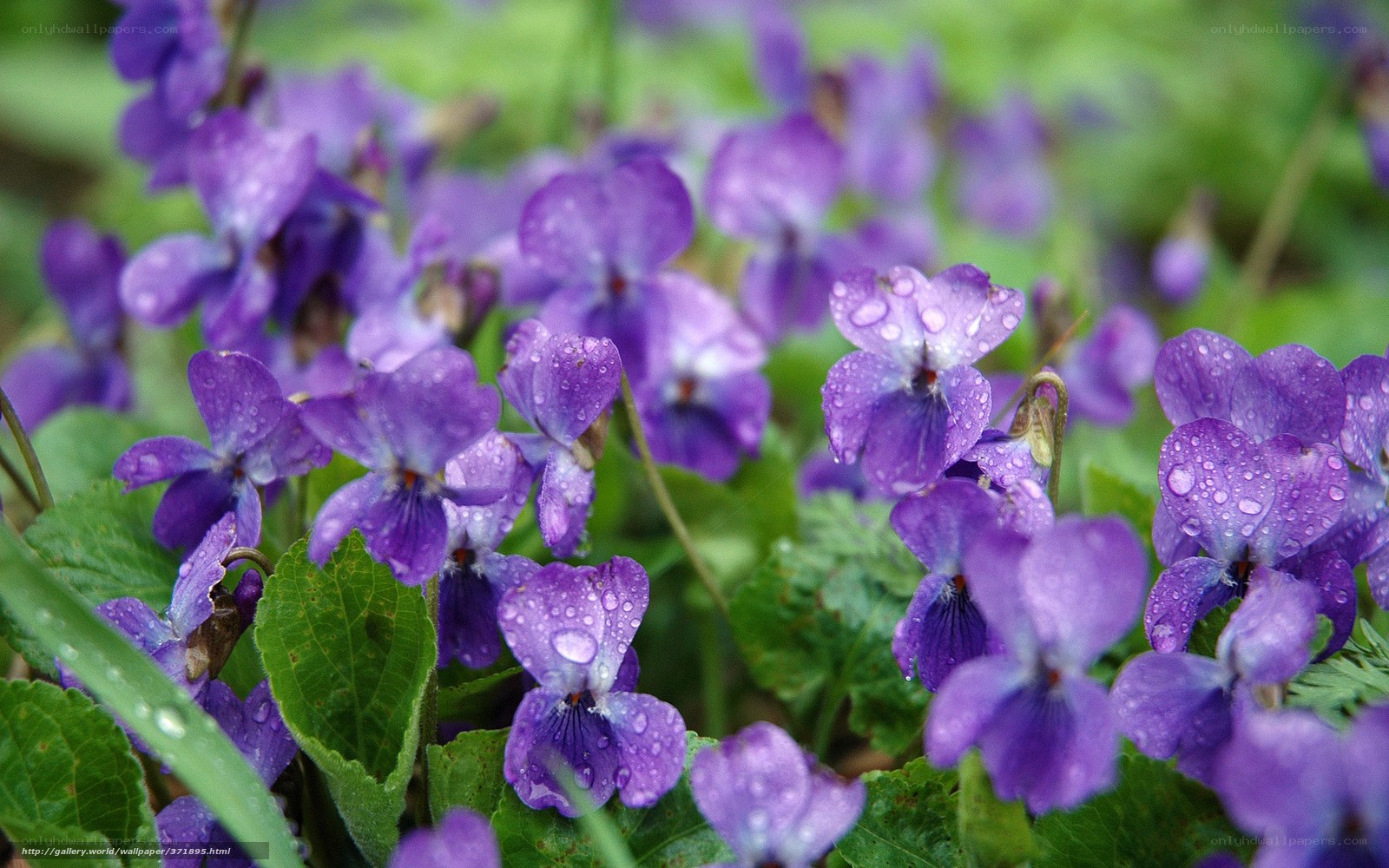 Purple violets with dew drops