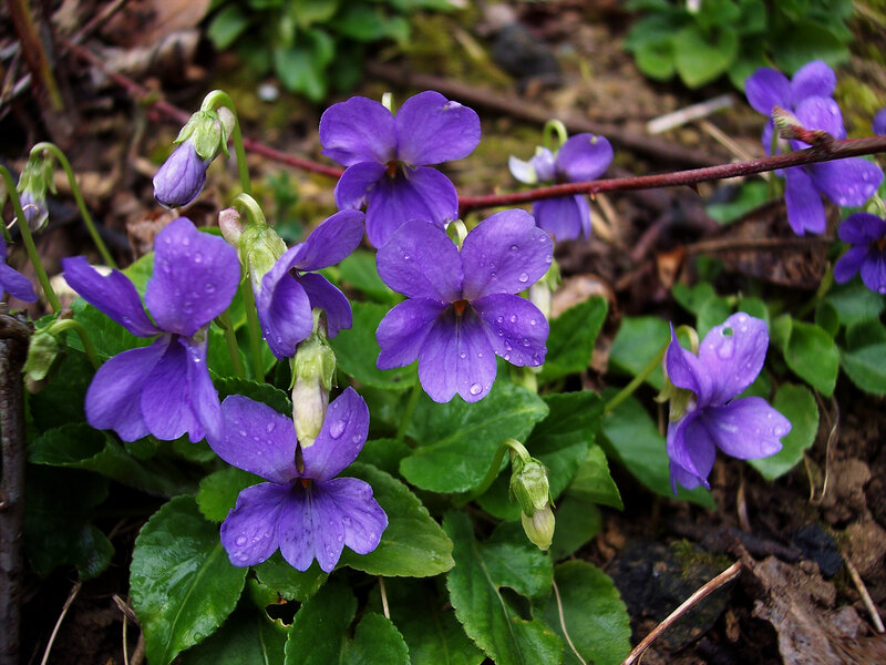 Purple Violets with Dew