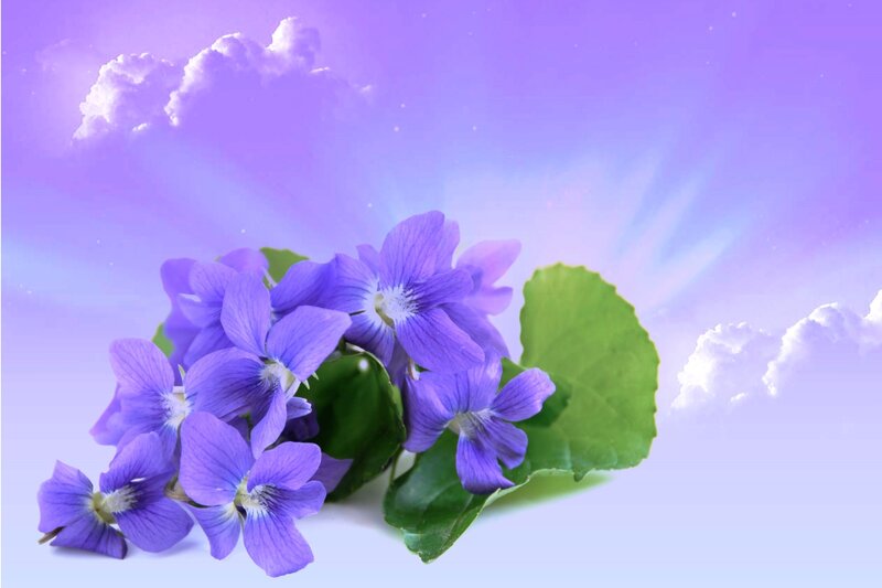Purple Violets with Green Leaves — Serene