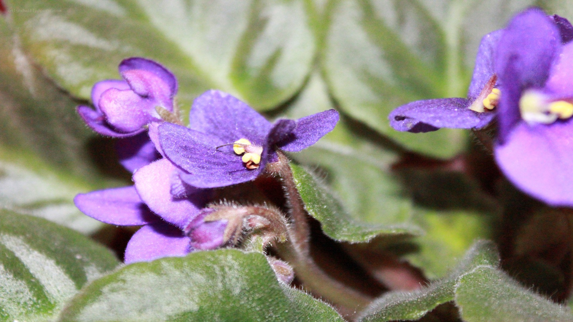 purple violets with green leaves
