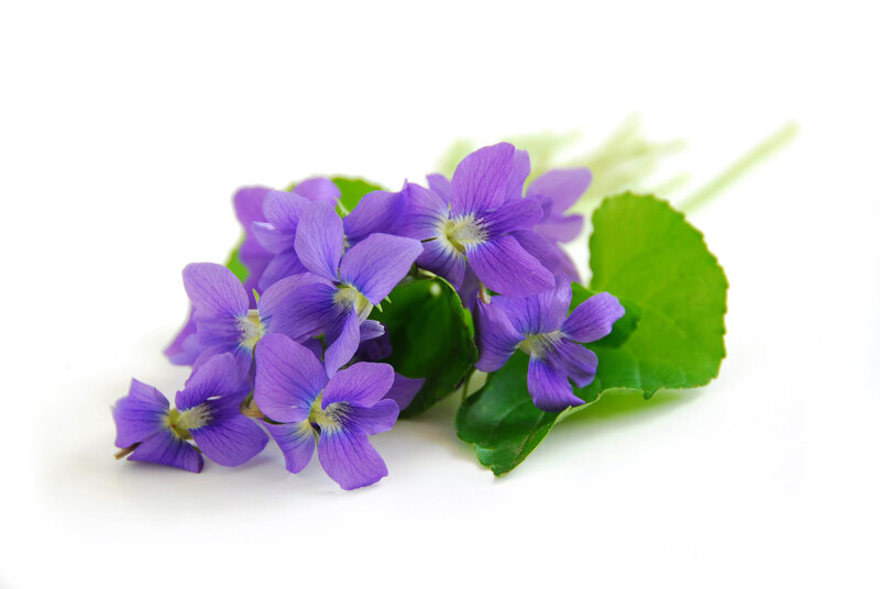 Purple Violets with Leaves
