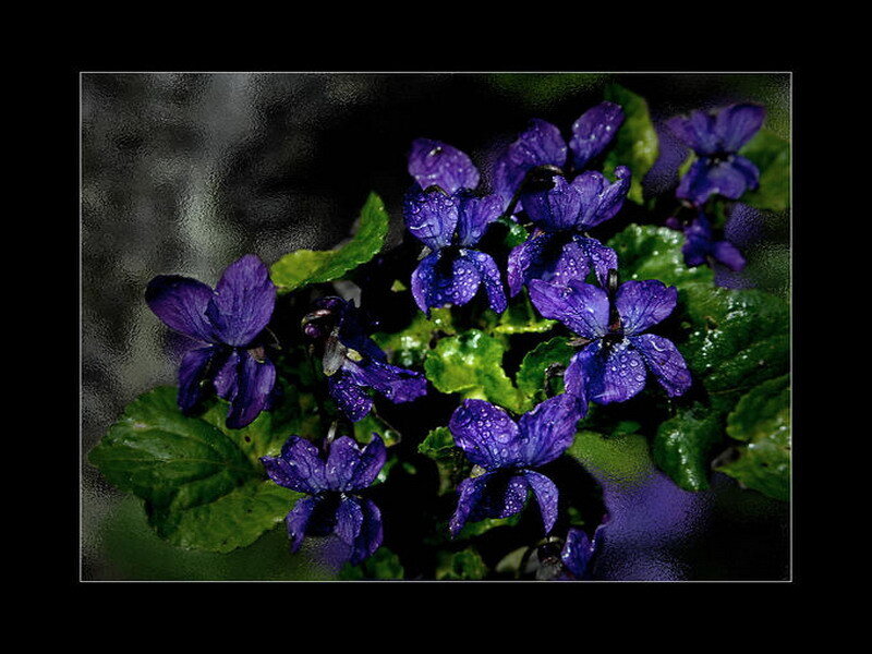 purple violets with water droplets