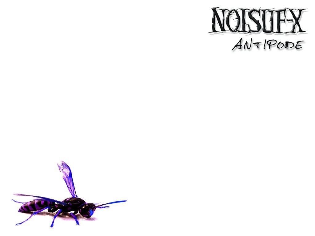purple wasp on white background