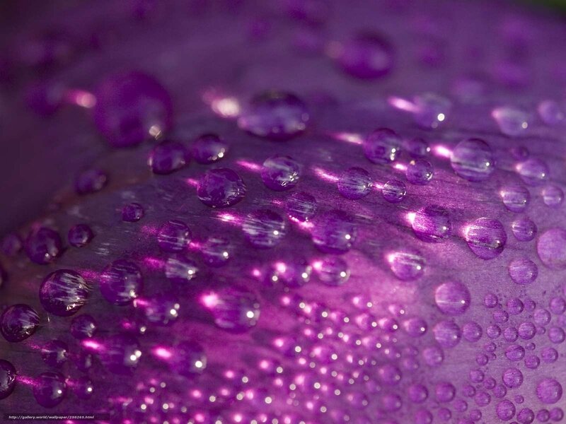 Purple Water Droplets — Calm, Photograph