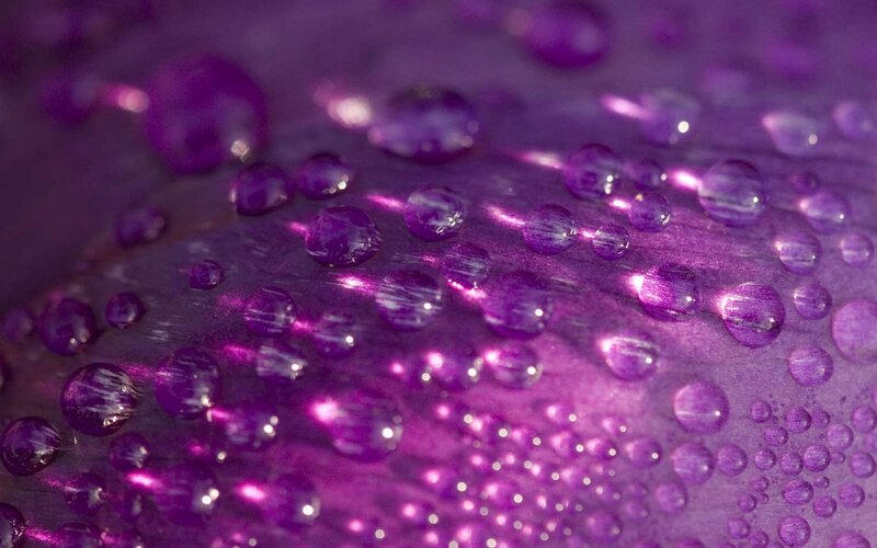Purple Water Droplets — Calm