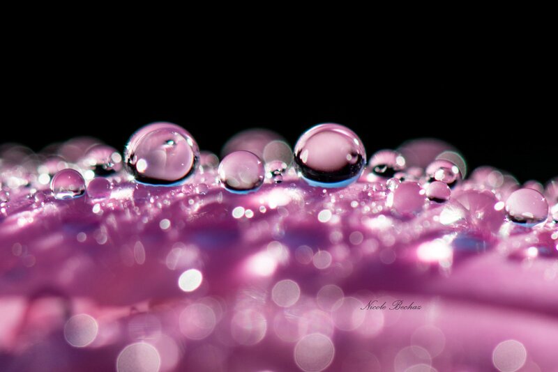 Purple Water Droplets — Dramatic