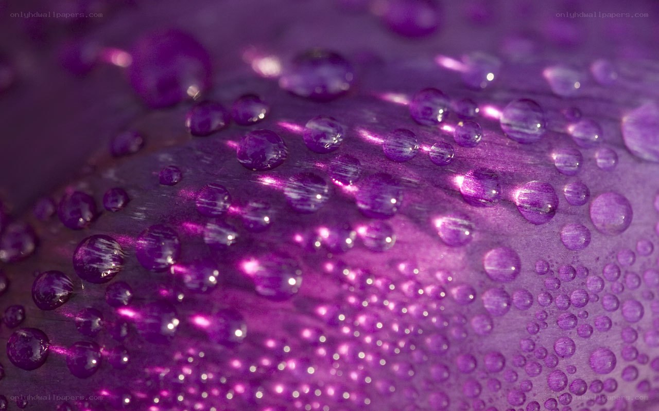 purple water droplets on surface