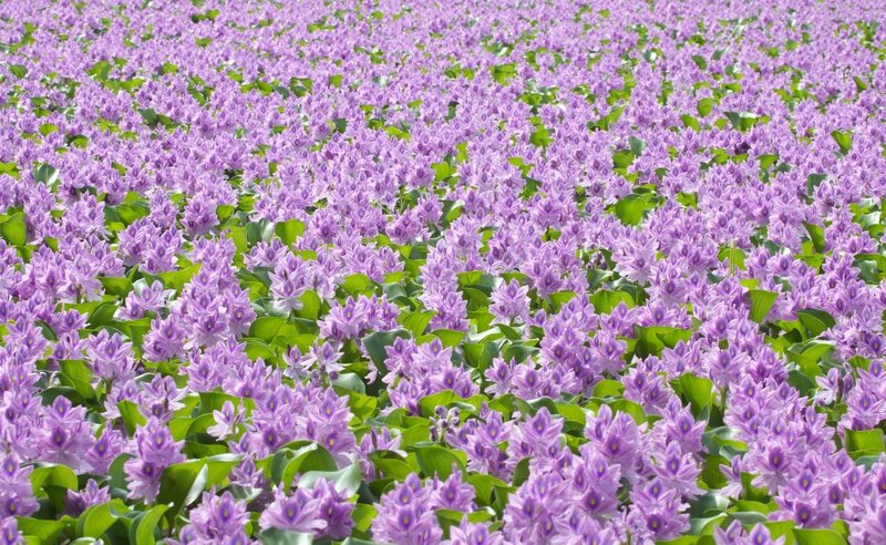 Purple water hyacinth field