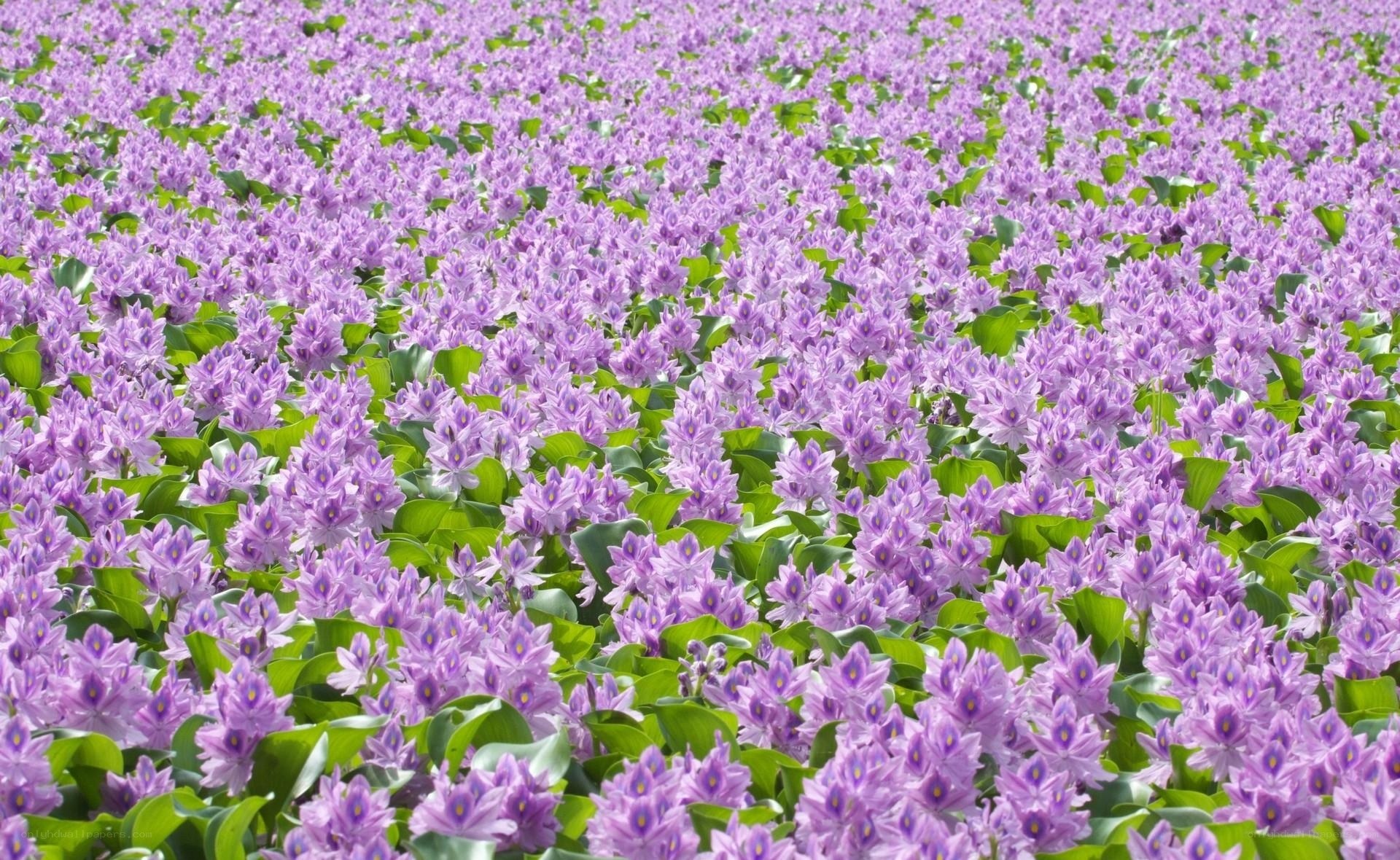 Purple water hyacinth field