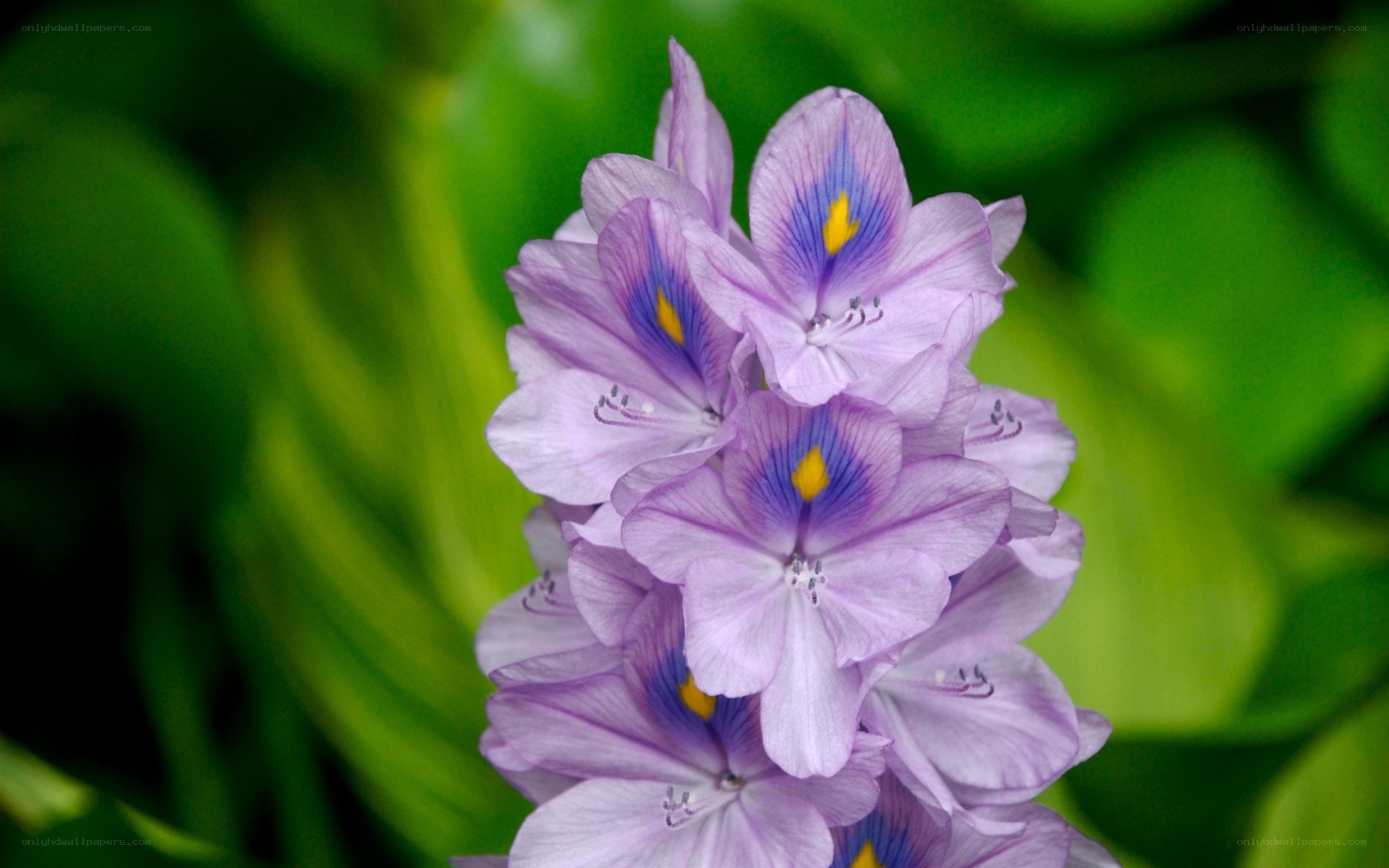 purple water hyacinth flower