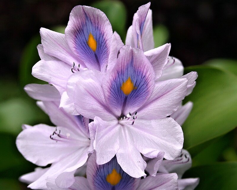 Purple Water Hyacinth Flower — Calm, Photograph