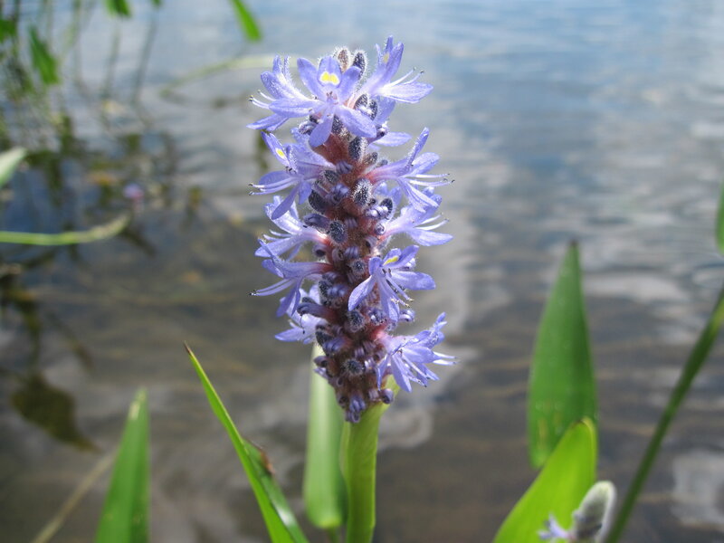Purple Water Hyacinth Flower — Calm