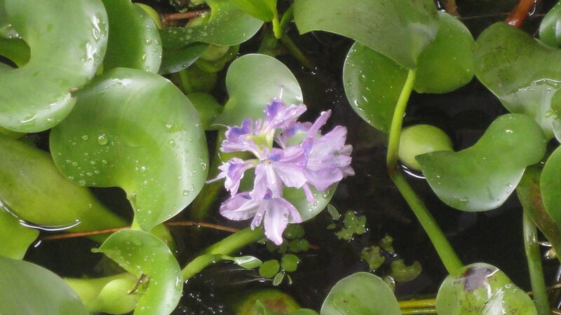 Purple Water Hyacinth Flower — Green