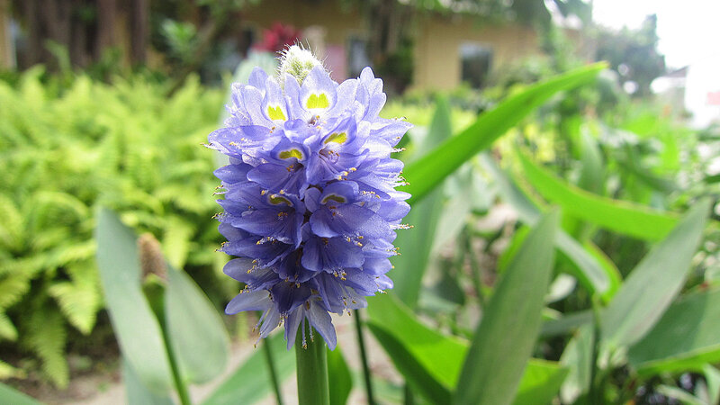 Purple Water Hyacinth Flower — Serene