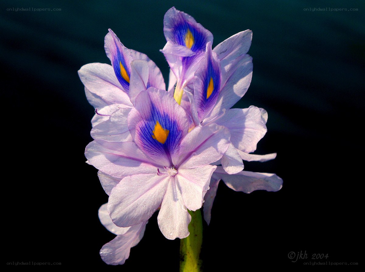 Purple water hyacinth flowers