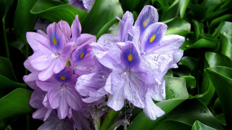 Purple Water Hyacinth Flowers — Serene, Photograph
