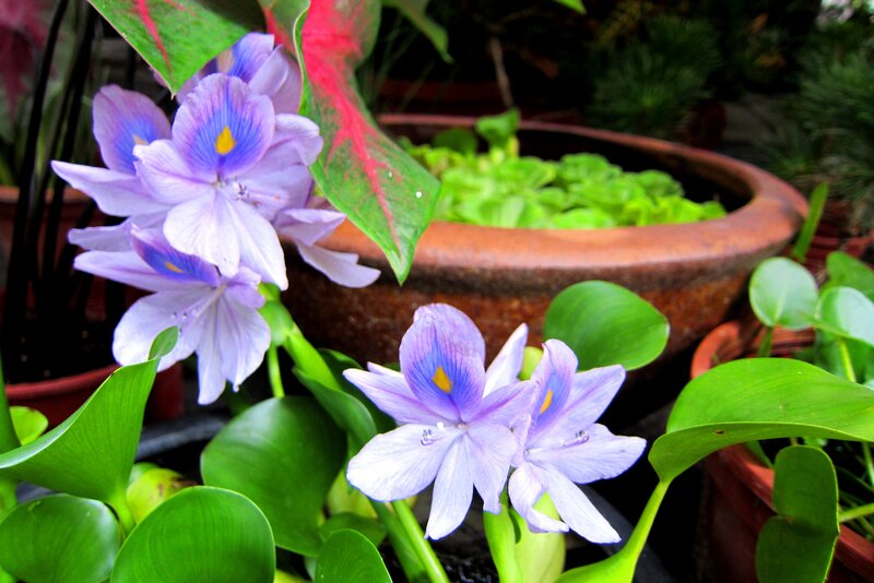 Purple Water Hyacinth Flowers — Serene