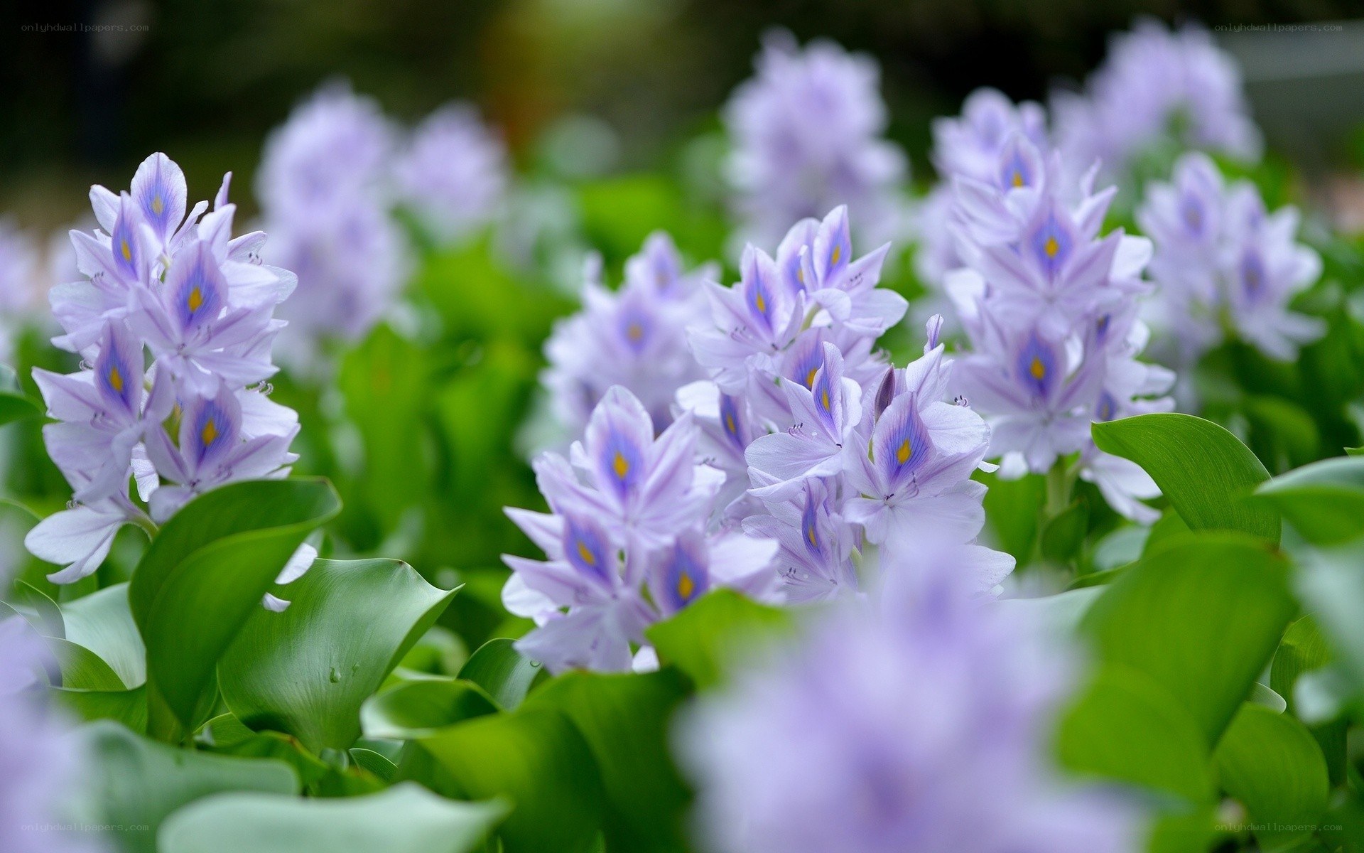 Purple water hyacinth flowers