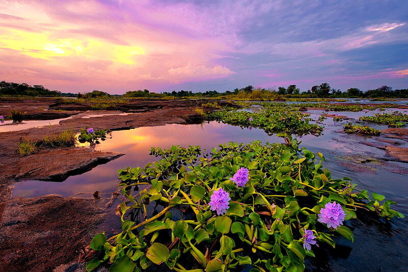 Purple Water Hyacinths — Serene