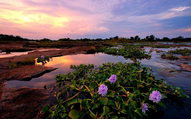 Purple Water Hyacinths