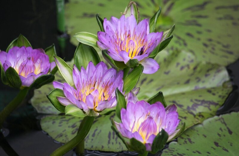 Purple water lilies blooming