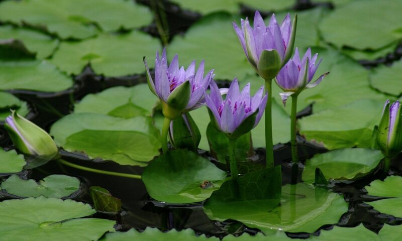 Purple water lilies blooming
