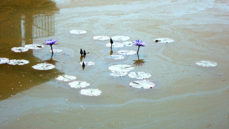 Purple Water Lilies — Brown