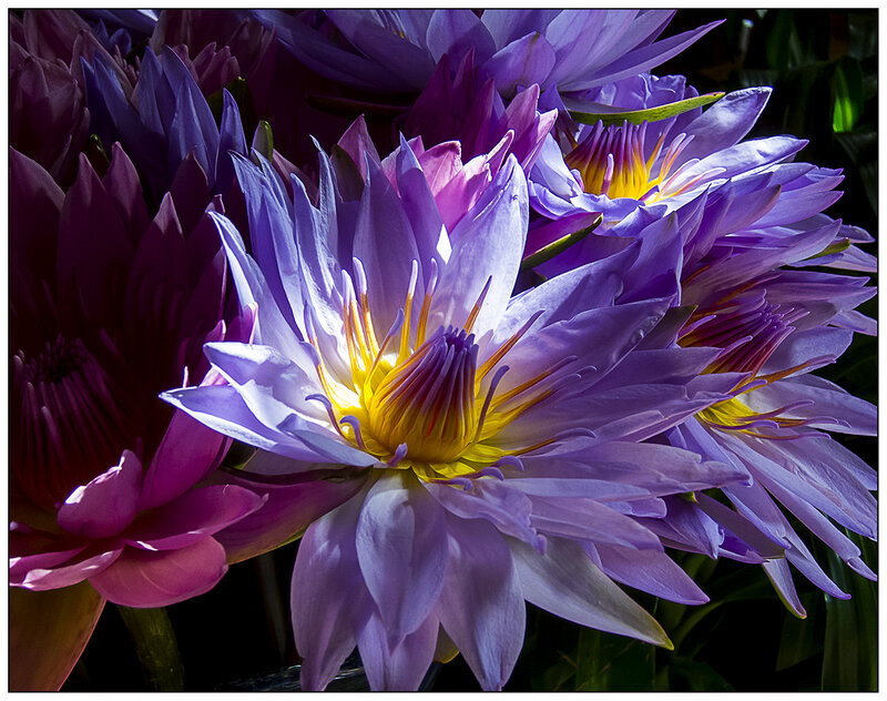 Purple Water Lilies — Dramatic, Photograph