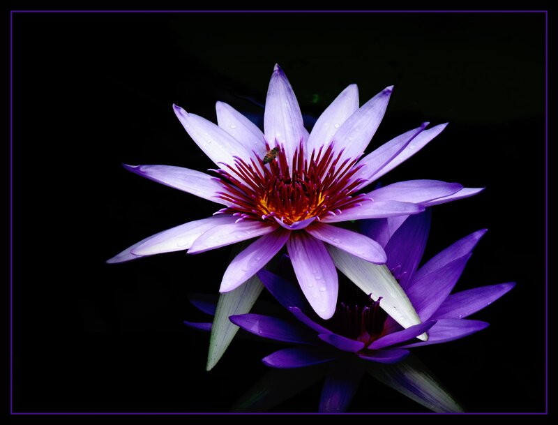 Purple Water Lilies — Dramatic