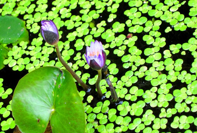 Purple Water Lilies — Green, Serene, Afternoon, Photograph