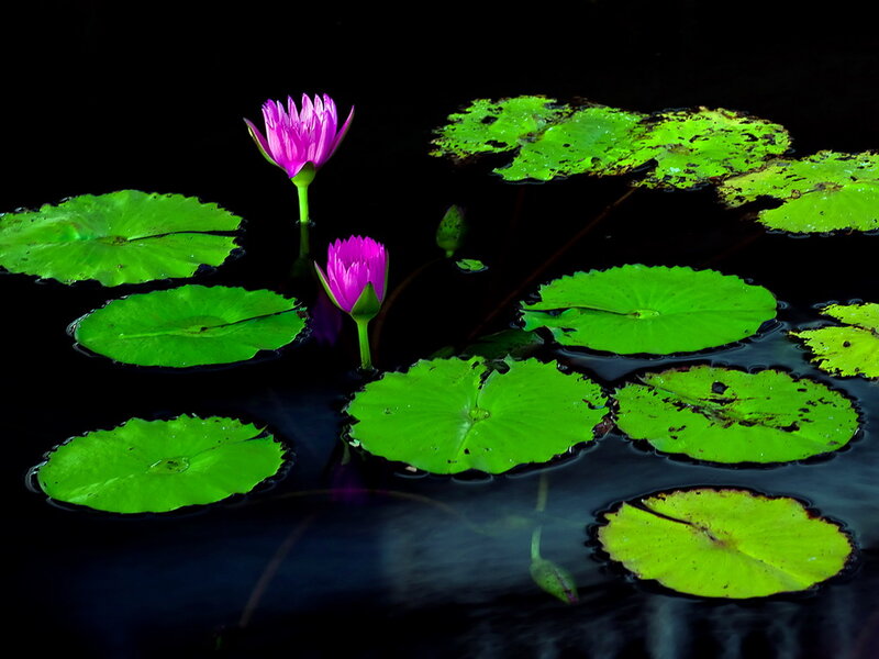 Purple Water Lilies — Green, Serene, Night, Photograph