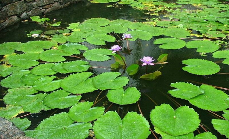 Purple Water Lilies — Green, Serene