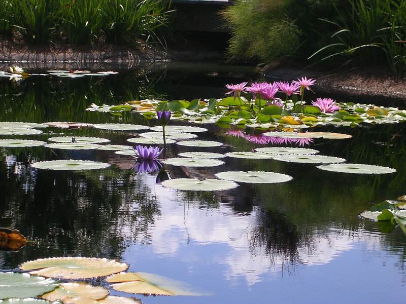 Purple Water Lilies — Green