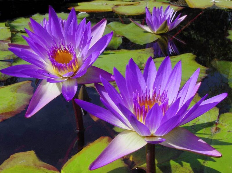 Purple water lilies in a pond