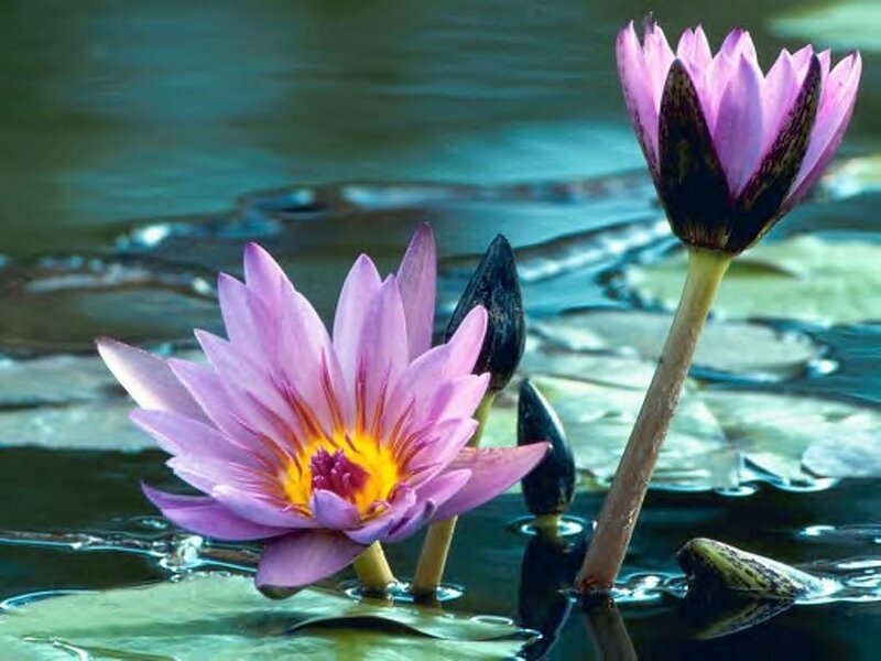 Purple water lilies in a pond