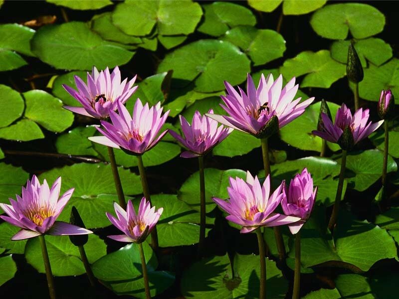 Purple water lilies in a pond