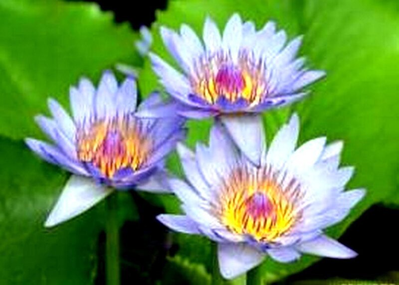 Purple water lilies in bloom
