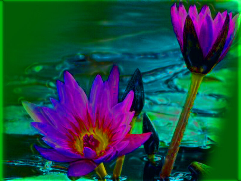 Purple water lilies in green water